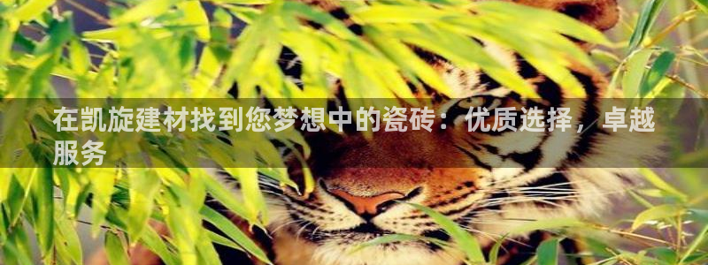 杏鑫官方平台怎么样啊