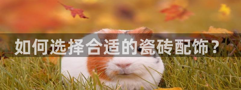 杏鑫官网注册账号是什么意思